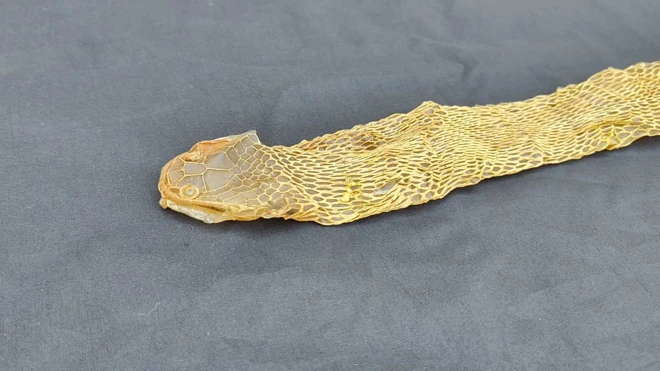 పాము కుబుసం