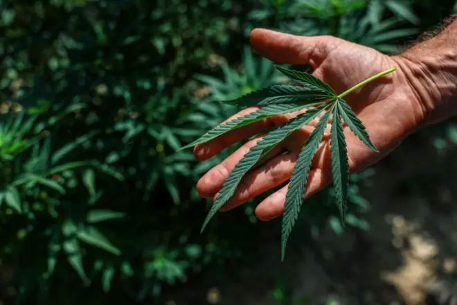 Plantação de cannabis na Itália
