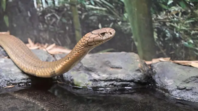 இந்தியாவில் சுமார் 362 வகையான பாம்புகள் அடையாளம் காணப்பட்டுள்ளன ( கோப்புப்படம் )
