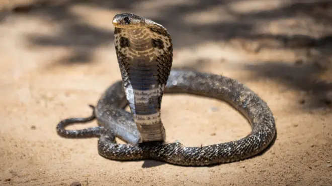 சாகரகன்யா, விசாகப்பட்டினம், பாம்புகளால் தொழிலாளர்கள் அச்சம்