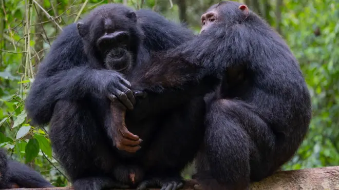 Two adult chimpanzees site side by side on a branch in the forest. The chimp on the left is gently holding the arm of the other animal and appears to be grooming it.  