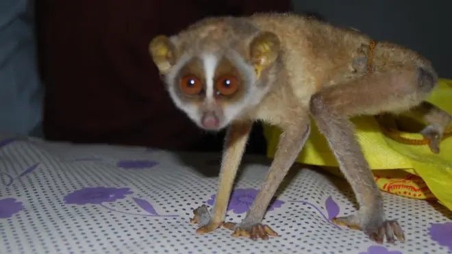 ரகசியமாக நடக்கும் மாந்திரீக வேலைகளில் பல கொடூரங்களை அனுபவிக்கும் தேவாங்குகள்