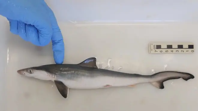 አንድ ሻርክ ቤተ-ሙከራ ውስጥ 