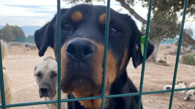 barınakta köpekler