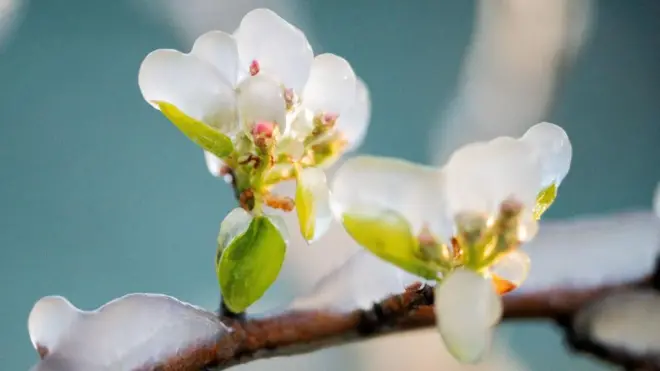 Квітка на плодовому дереві в льоду