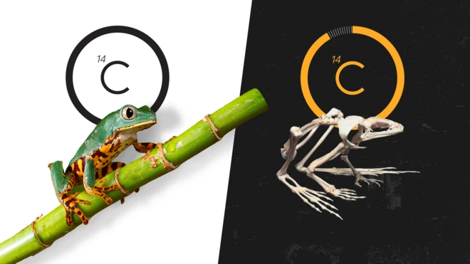 बांबूच्या काठीवर बेडूक, बेडकाचा वेगळा सांगाडा आणि काउंटडाउन घड्याळ दाखवणारे मॉन्टेज