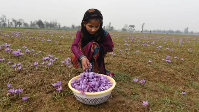 కుంకుమ పువ్వు