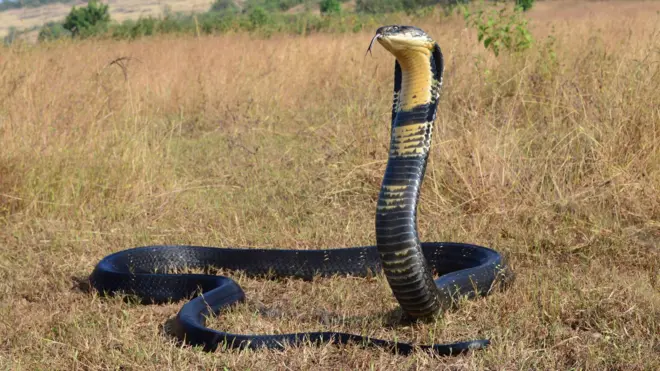 কিং কোবরা