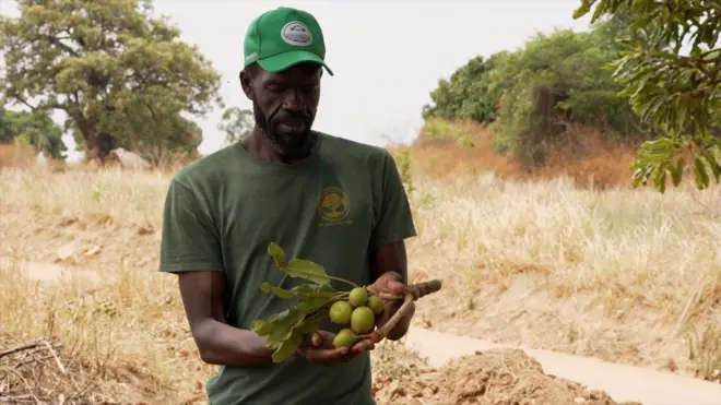 Mustafa Gerima tenant le fruit vert d'un arbre à karité.
