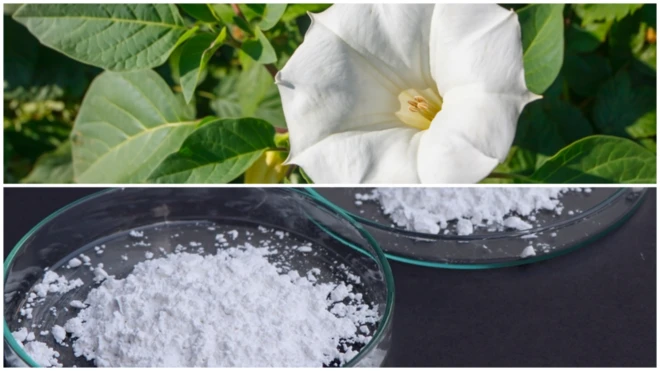 स्कोपोलामाइन