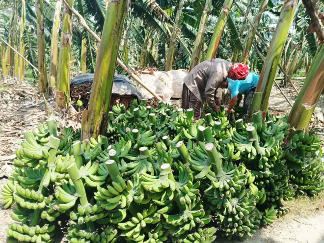 रौतहटको चन्द्रपुर नगरपालिका, गैँडाटारमा बजार लैजान काटेर सङ्कलन गरी राखिएका केराका घरी 