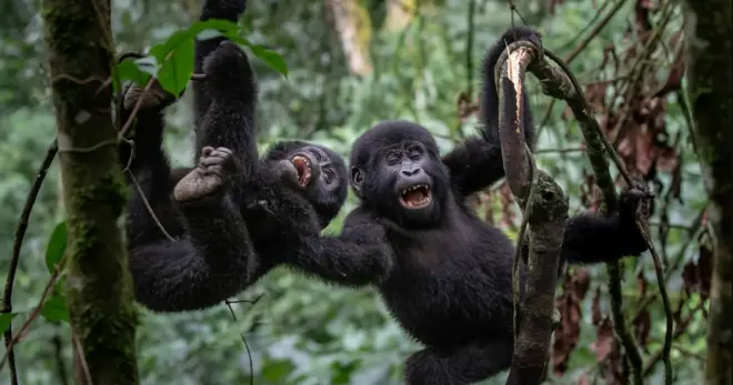اس تحقیق میں بندروں کی جن نسلوں کا مشاہدہ کیا گیا ان میں اورنگوٹین، چمپینزی، بونوبوس اور گوریلا شامل ہیں