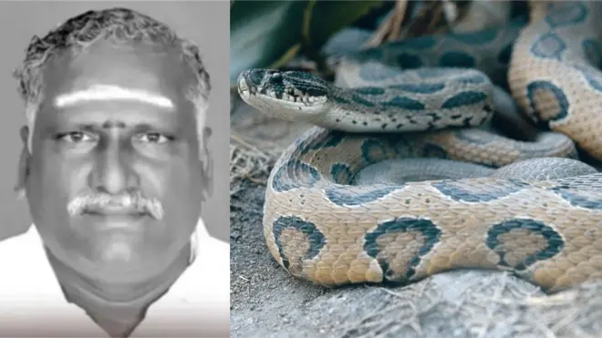 పాముకాటు, బీమా సొమ్ము