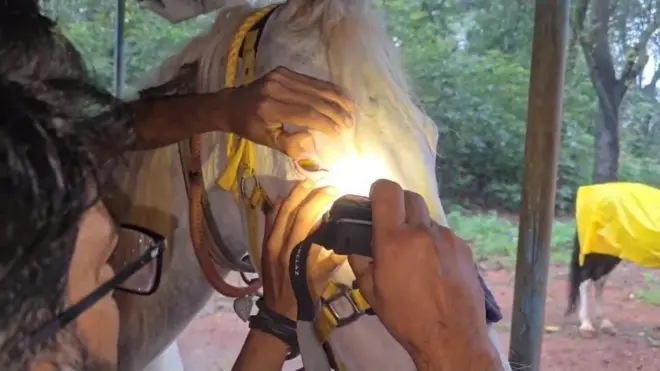 माथेरानमध्ये घोड्यांना अंधत्वसदृश लक्षणं? 