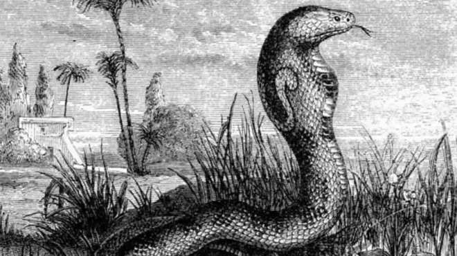 இந்தியாவில் கிடைத்த வாசுகி பாம்புதான் உலகிலேயே நீளமானதா? ஆய்வாளர்கள் சொல்வது என்ன?