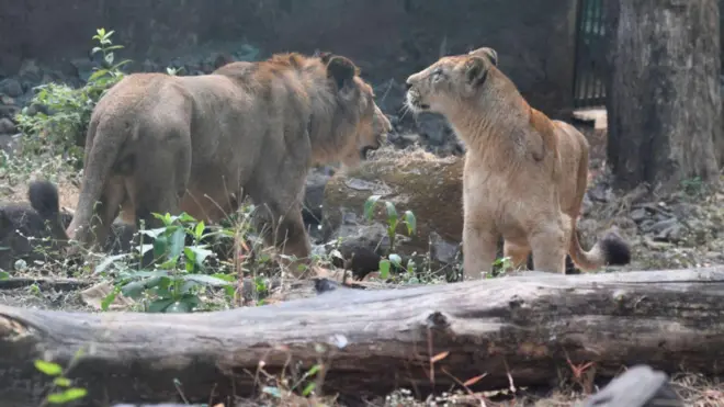 సింహాలు