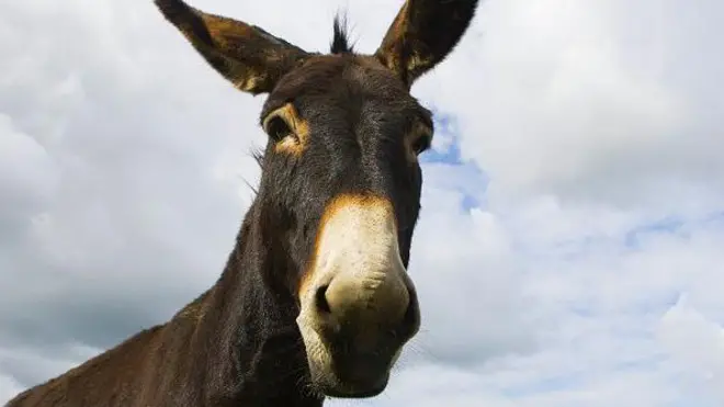 Donkey