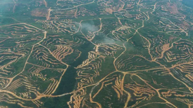 Hutan gundul di Kalimantan Timur.