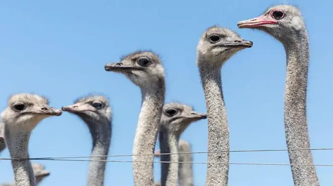 Un grupo de avestruces en una granja de EE.UU.