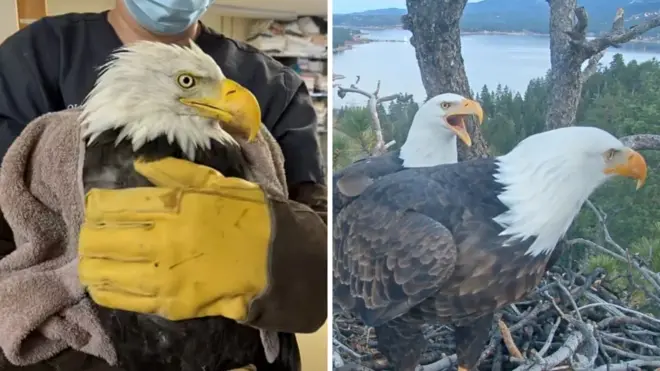 毛布にくるまれ獣医に抱かれたハクトウワシの写真と、高木の上の巣にいるハクトウワシの写真が横に並べられている