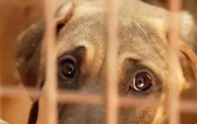 ケージの中からカメラを見つめる犬