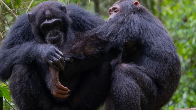 ኣህባይ ቀዳማይ ረድኤት እንትህቡ