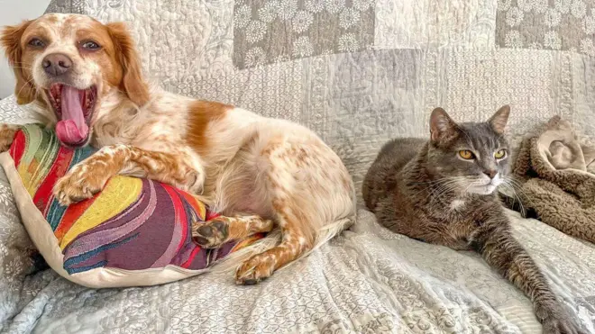 Aworan Aja ati Olongbo/Google