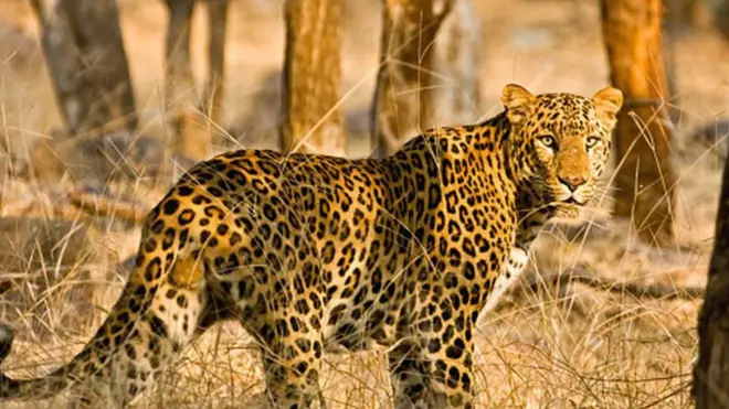 చిరుత పులి