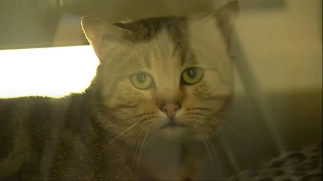 قطة انقذت من الصحراء