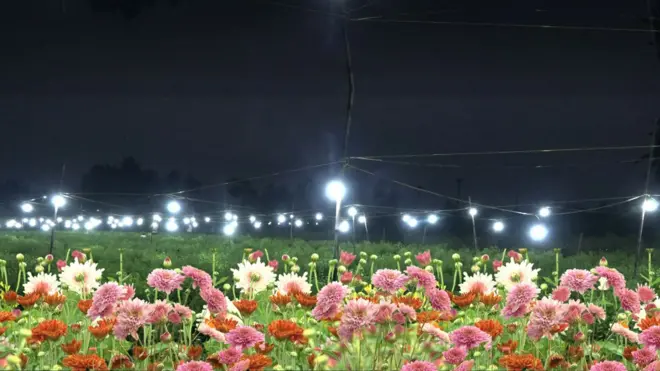 చామంతులు