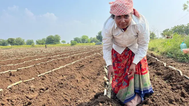 सोलापूरच्या करजगी गावात शेतकरी उसाची लागवड करताना.