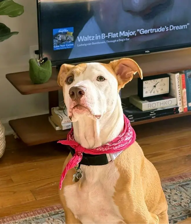 Margot three-year-old pitbull mix 