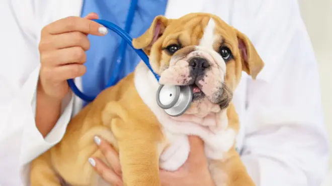 Perro con un fonendoscopio en la boca.