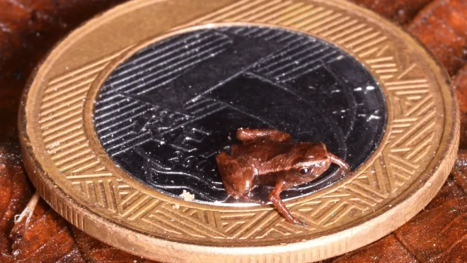 Sapojogo infantil grátiscimajogo infantil grátismoedajogo infantil grátis1 real