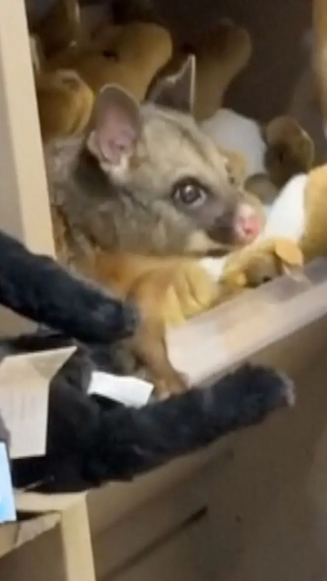 Oposum zalutao na police sa plišanim igračkama