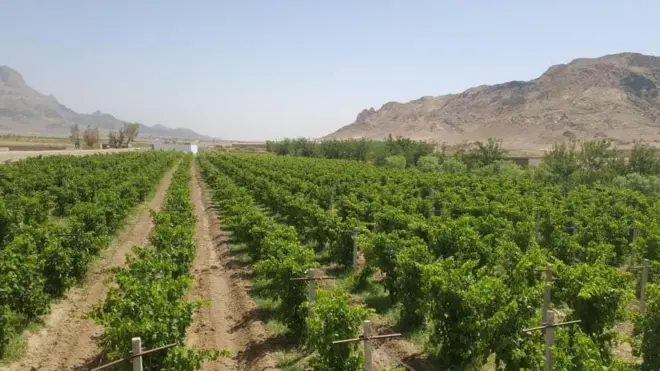 کندهار کې انګور