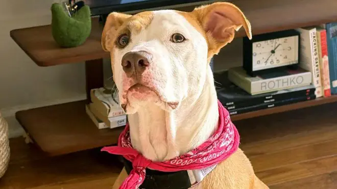 A cadela Margot, mestiça de pitbull, com um móvel com livros ao fundo