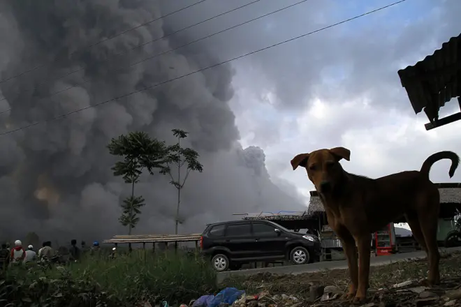 Xayawaannadu ma saadaalin karaan dhul-gariirka