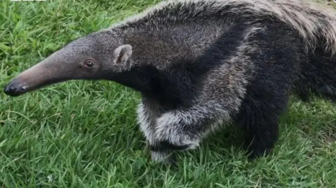 యాంట్ ఈటర్