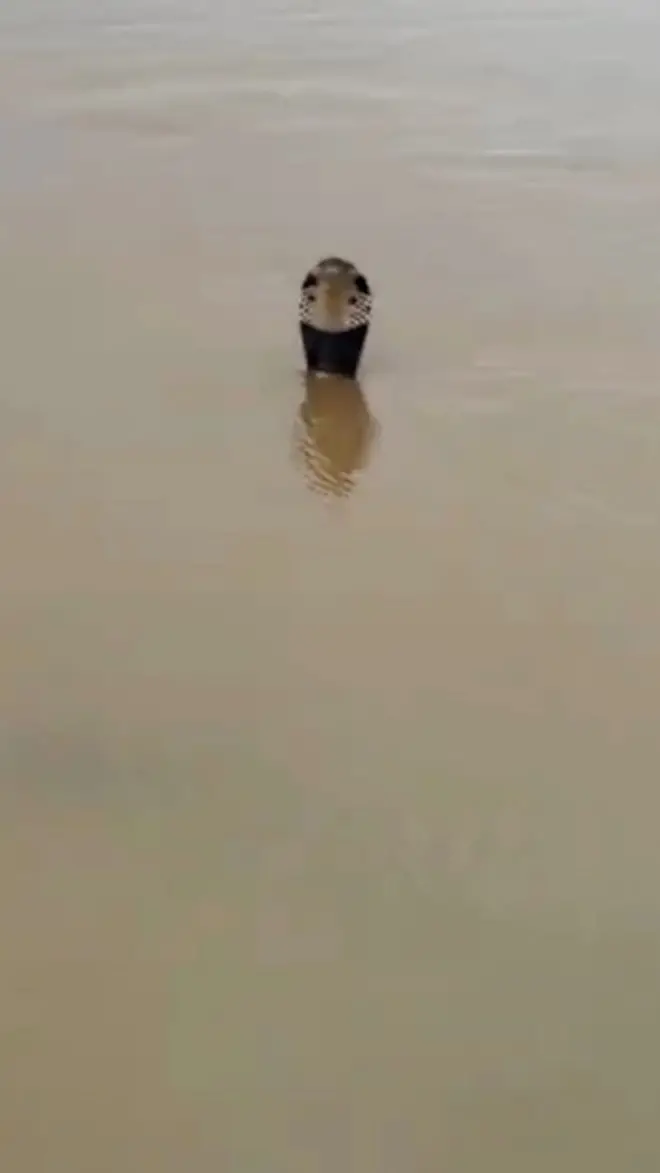 Голова змеи, торчащая из воды