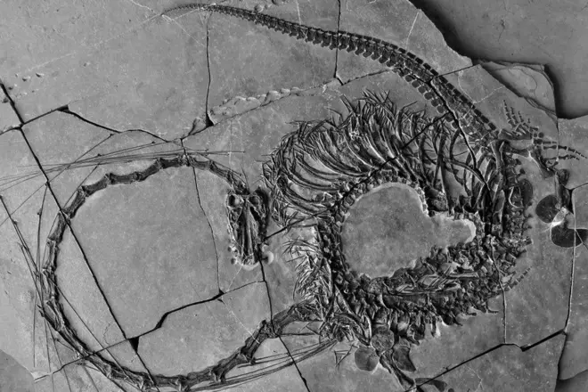 డ్రాగన్ శిలాజం