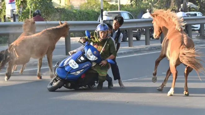  குதிரைகள், கோவை, விலங்குகள், விலங்கு நலம், ரேக்ளா பந்தயம்