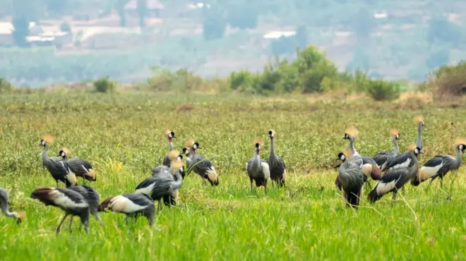 Imisambi iri mu gishanga iruhande rw'imirima. Hakurya kure hari ingo zitagaragara neza.