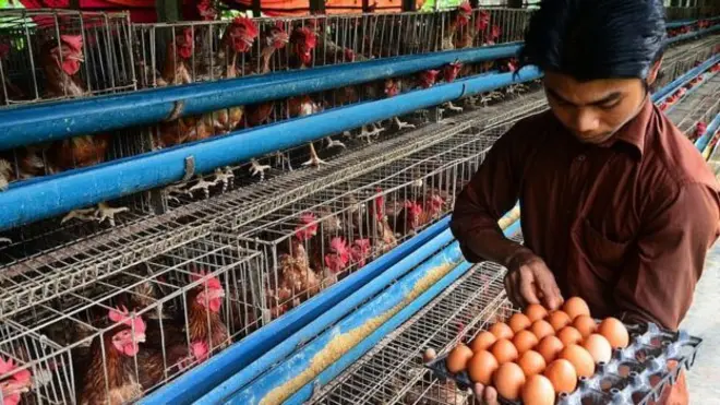 ডিমের সরবরাহ ও দাম নিয়ন্ত্রণে আমদানির সিদ্ধান্ত দিয়েছে সরকার