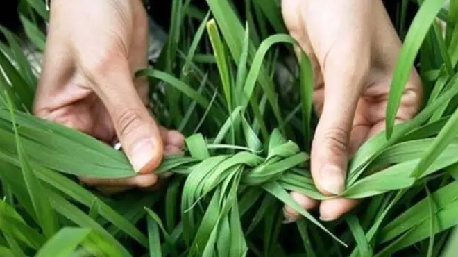 سبزه گره زدن