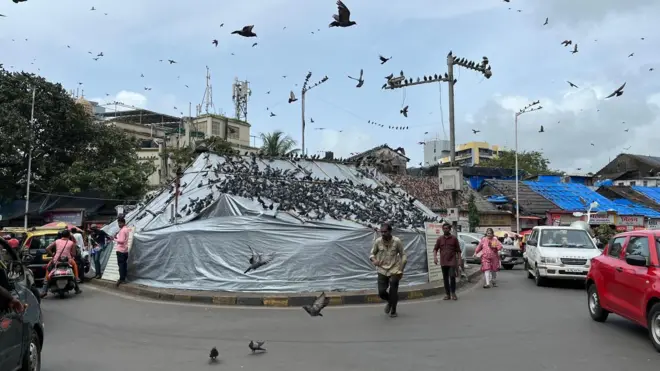 मुंबईत एकूण 51 कबुतरखाने आहेत.