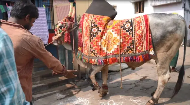 గంగిరెద్దు