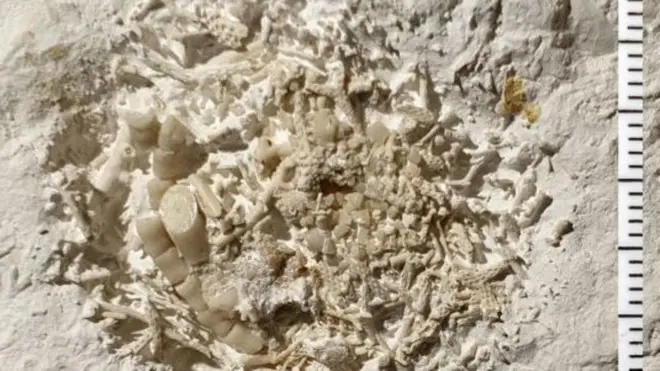 ఈ వాంతి 6.6 కోట్ల సంవత్సరాల క్రితం నాటిదని నిపుణులు నిర్ధరించారు. 