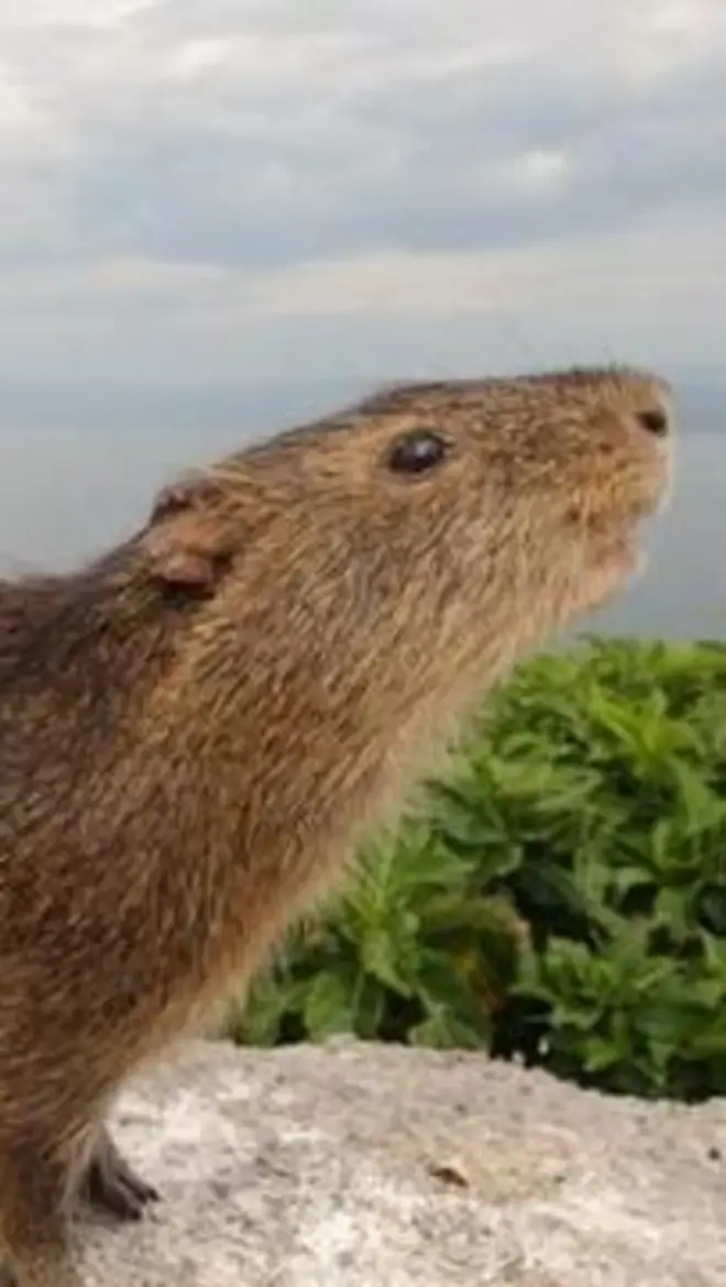 preá-de-Moleques-do-Sul