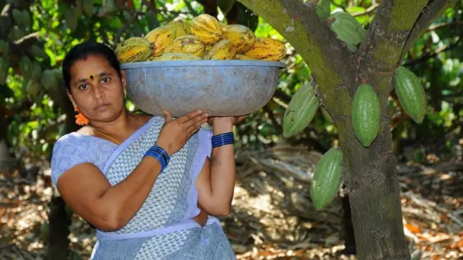 కోకో పంట